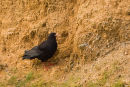 Chough
