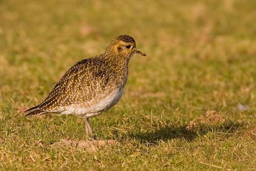 Golden Plover