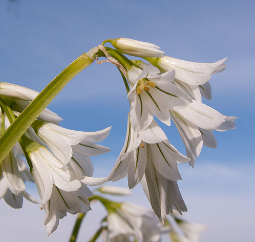 Three Cornered Leek