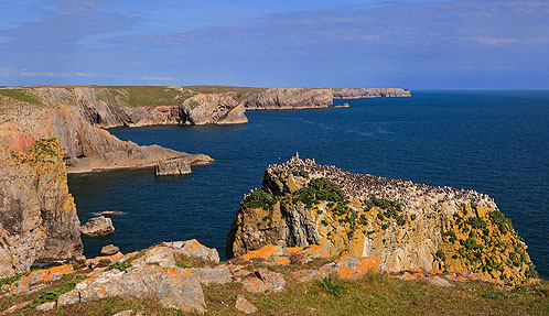 Guillemots