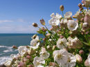 Sea Campion-