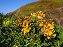 Kidney Vetch