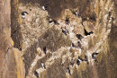Razorbills
