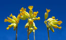 Cowslips