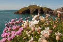 Thrift - Sea Campion