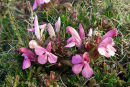 Lousewort