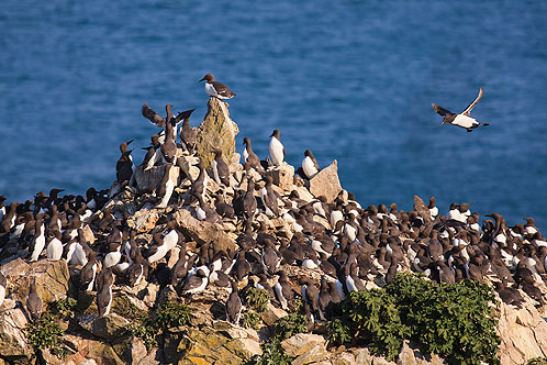 Guillemots