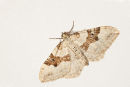 Silver Ground Carpet Moth