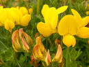 Birdsfoot Trefoil