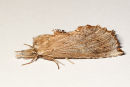 Pale Prominent Moth