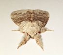 Pale Tussock Moth