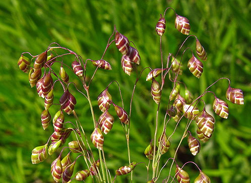 Quaking Grass
