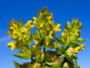 Yellow Rattle