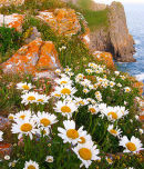 Ox-Eye Daisy