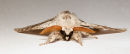 Pale Tussock Moth