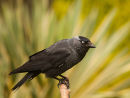 Jackdaw
