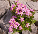 Common Centaury