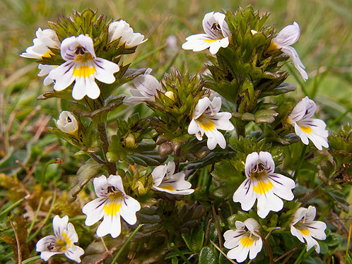Eyebright