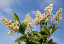 Wild Privet