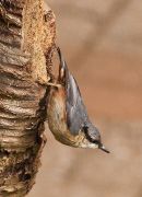 Nuthatch