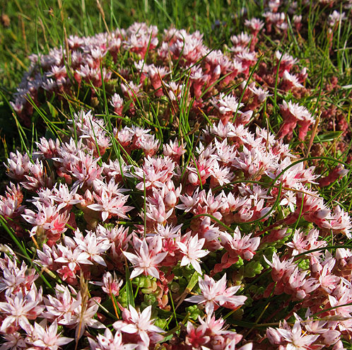 English Stonecrop