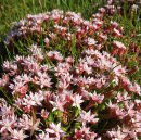English Stonecrop