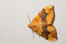 Barred Yellow Moth