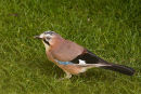 Jay