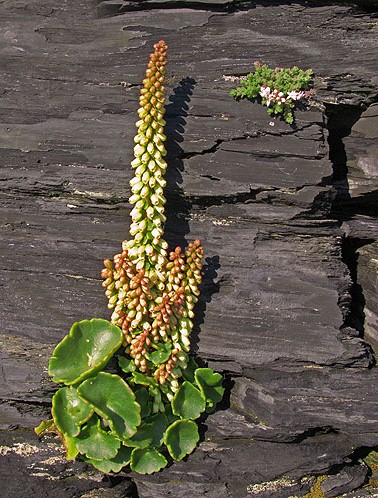 Navelwort