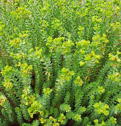 Sea Spurge