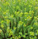 Sea Spurge