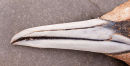 Bill of a Gannet