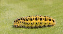 Caterpillar of the "Six Burnet Moth"