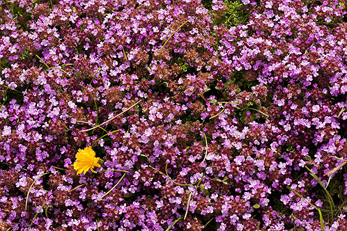 Wild Thyme