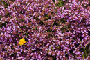 Wild Thyme