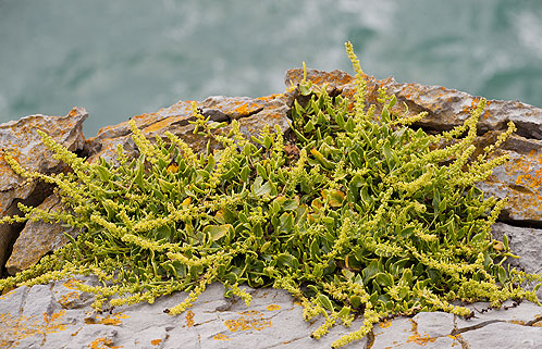 Sea Beet