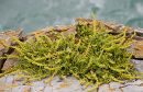 Sea Beet