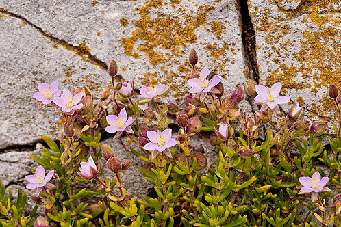 Rock Sea Spurrey