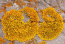 "Xanthoria Parietina" Lichen