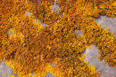 "Xanthoria Parietina" - Fruiting Body