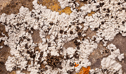 Grey - Lichen