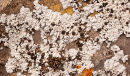 Grey - Lichen