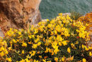 Birds Foot Trefoil