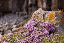 Wild Thyme