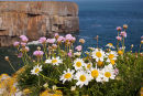 Sea Mayweed - Thrift