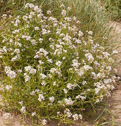 Sea Rocket