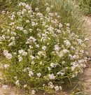 Sea Rocket