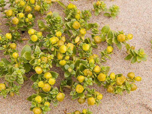 Sea Sandwort