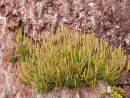 Sea Plantain