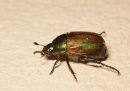 Dune Chafer
